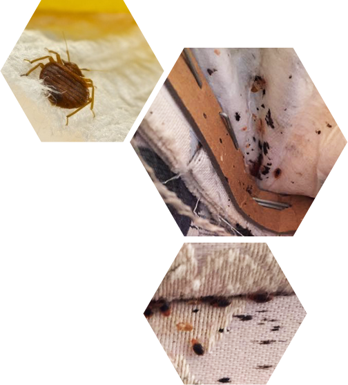 What Causes Bed Bugs Infestation?